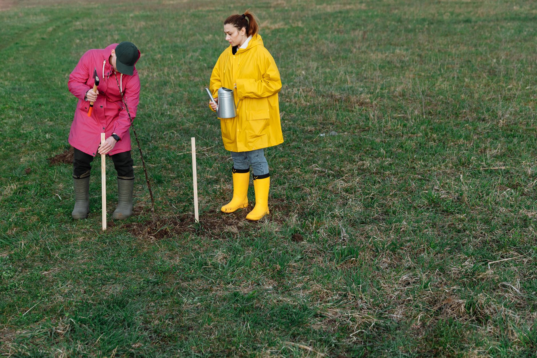 Grup de voluntari care plantează copaci tineri într-un parc, într-o zi de weekend